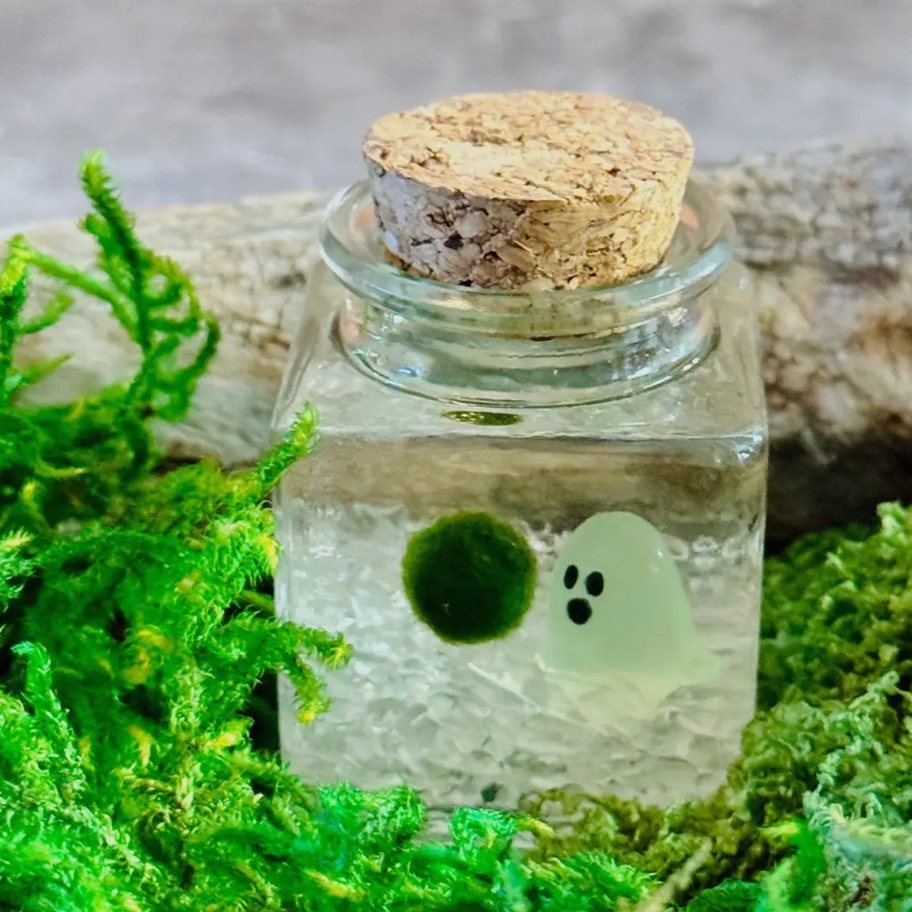 ‼️RESTOCK ‼️ DIY Marimo Moss Terrarium Jar kit with Glow in the Dark Ghost